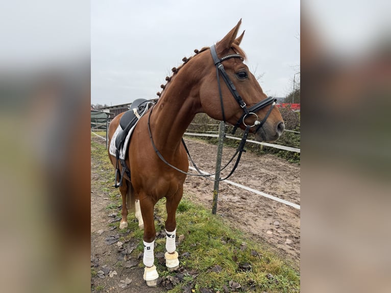 Koń oldenburski Wałach 8 lat 166 cm Kasztanowata in Lichtenfels