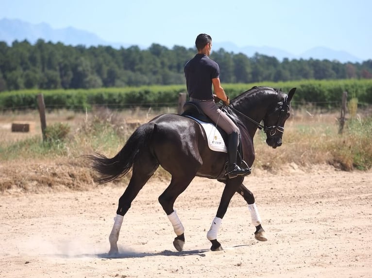 Koń oldenburski Wałach 8 lat 168 cm Kara in Navas del madroño