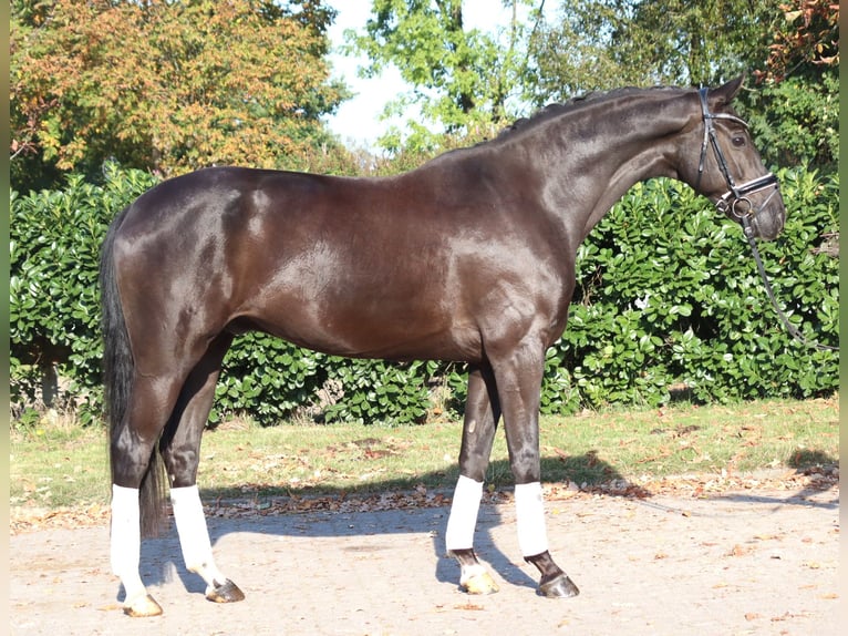 Koń oldenburski Wałach 8 lat 168 cm Kara in Selsingen