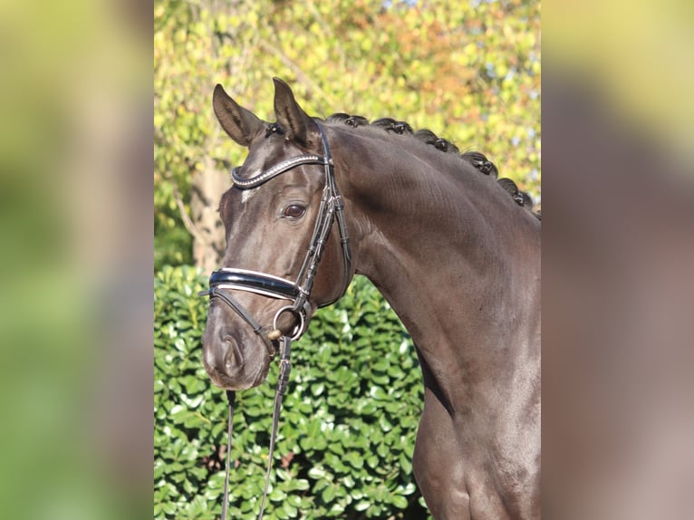Koń oldenburski Wałach 8 lat 168 cm Kara in Selsingen