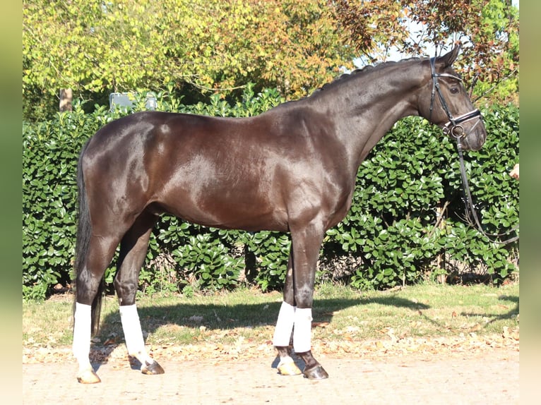 Koń oldenburski Wałach 8 lat 168 cm Kara in Selsingen