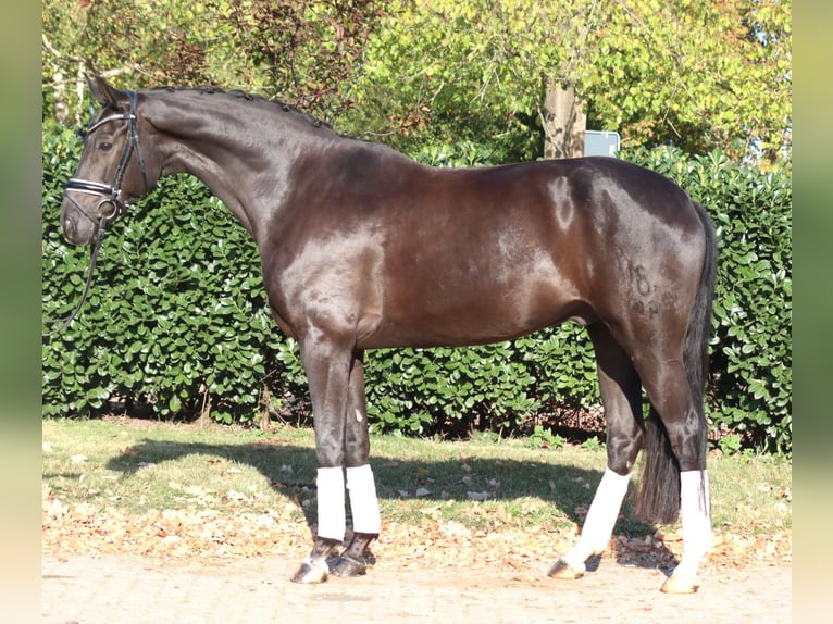 Koń oldenburski Wałach 8 lat 168 cm Kara in Selsingen