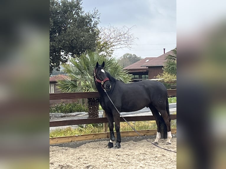 Koń oldenburski Mix Wałach 8 lat 168 cm Kara in Sotogrande