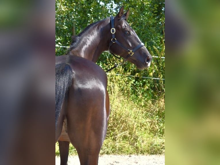 Koń oldenburski Wałach 8 lat 170 cm Ciemnogniada in Fuldabrück