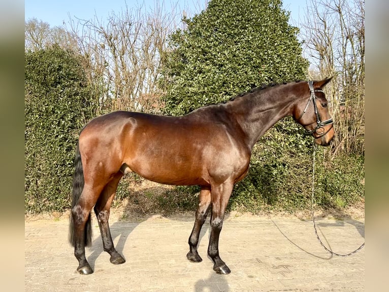 Koń oldenburski Wałach 8 lat 171 cm Gniada in Nordhorn