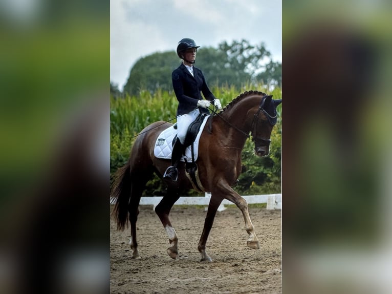 Koń oldenburski Wałach 8 lat 173 cm Ciemnokasztanowata in Munster