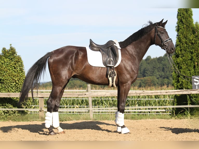 Koń oldenburski Wałach 8 lat 173 cm Kara in St Marein bei Graz