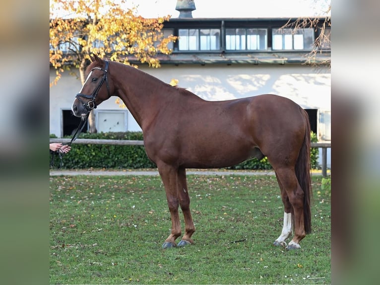 Koń oldenburski Wałach 8 lat 174 cm Ciemnokasztanowata in München