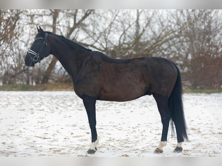 Koń oldenburski Wałach 8 lat 174 cm Kara in Zörbig