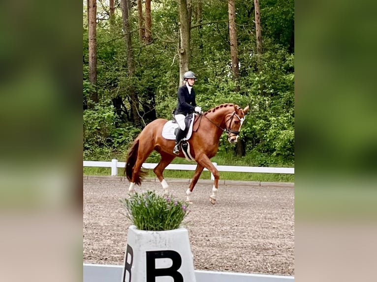 Koń oldenburski Wałach 8 lat 174 cm Kasztanowata in Bramsche