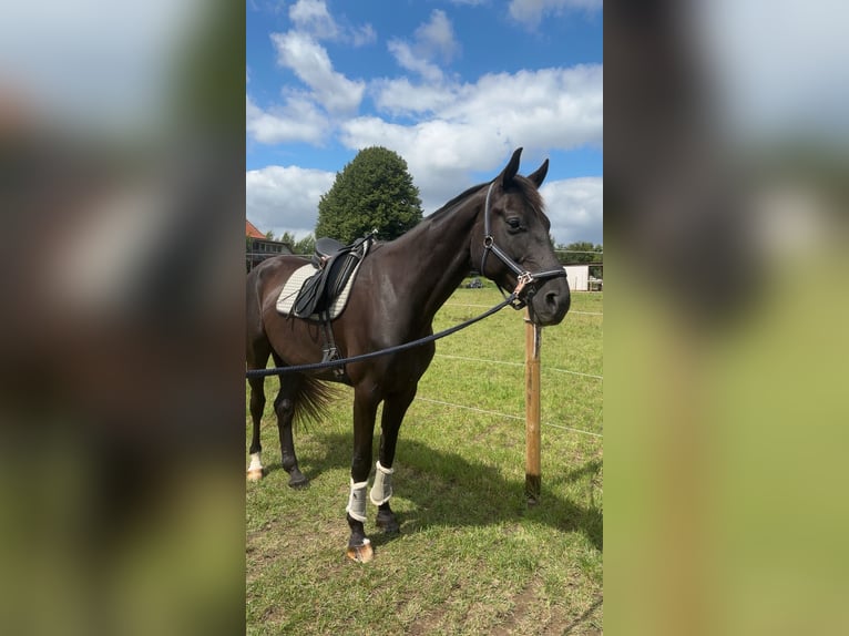 Koń oldenburski Wałach 8 lat 175 cm Kara in Eckernförde