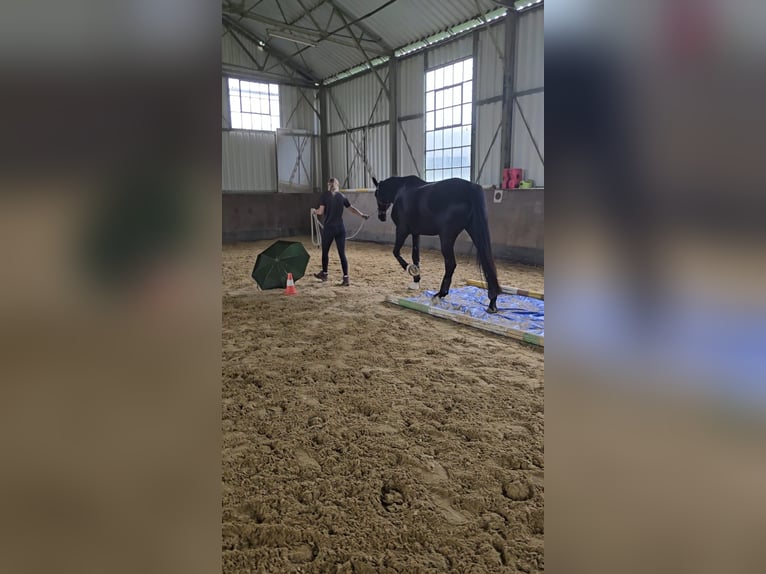 Koń oldenburski Wałach 8 lat 175 cm Kara in Mönchengladbach