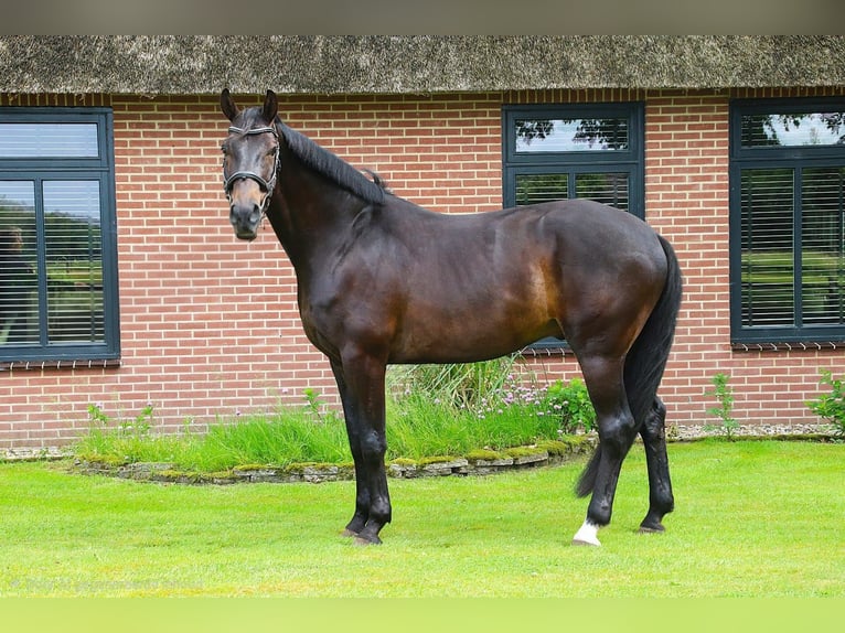 Koń oldenburski Wałach 8 lat 175 cm Skarogniada in Erm