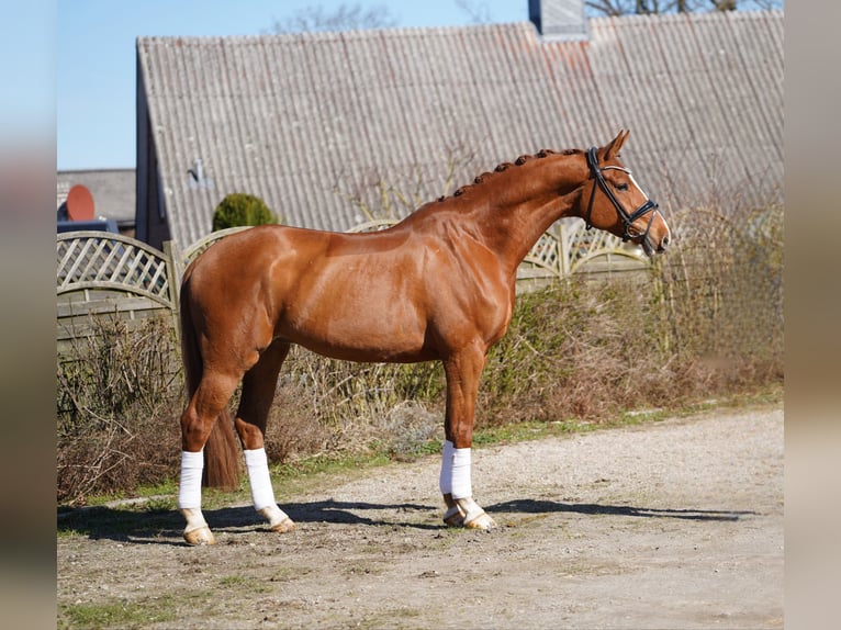 Koń oldenburski Wałach 8 lat 177 cm Kasztanowata in Hohenfelde