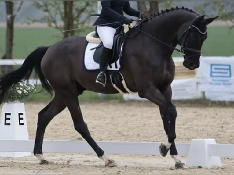 Koń oldenburski Wałach 8 lat 180 cm Kara in Bethau