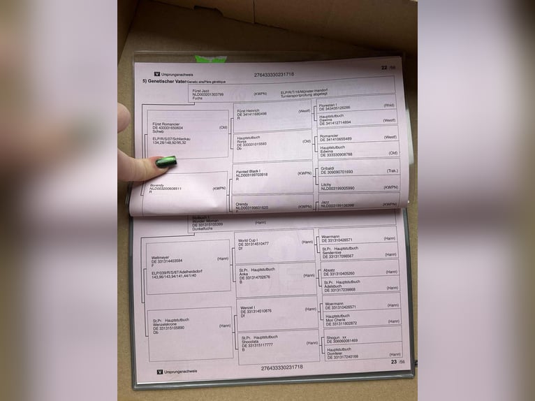 Koń oldenburski Wałach 8 lat 182 cm Kasztanowata in Krubki Górki