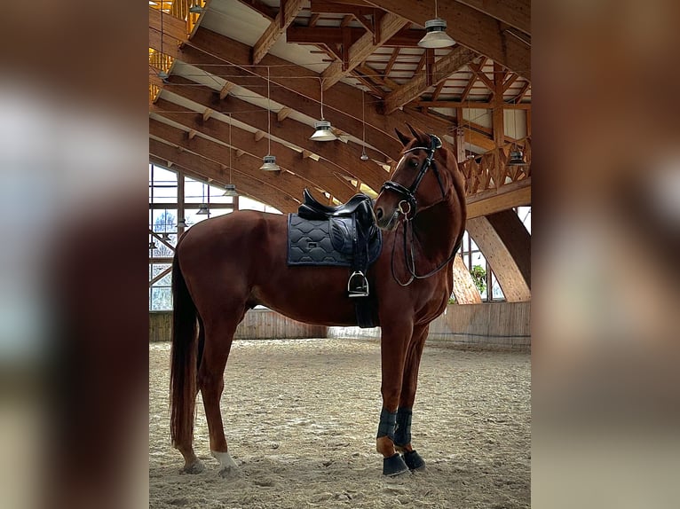 Koń oldenburski Wałach 8 lat 182 cm Kasztanowata in Krubki Górki