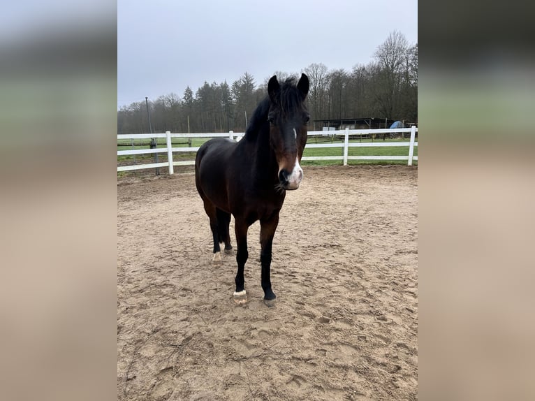Koń oldenburski Mix Wałach 9 lat 161 cm Ciemnogniada in Hohenfelde