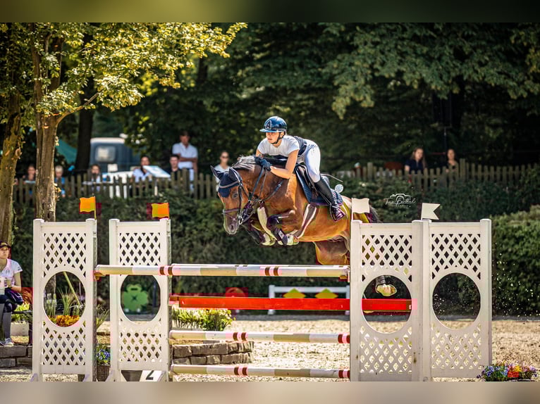 Koń oldenburski Wałach 9 lat 162 cm Gniada in K&#xF6;ln