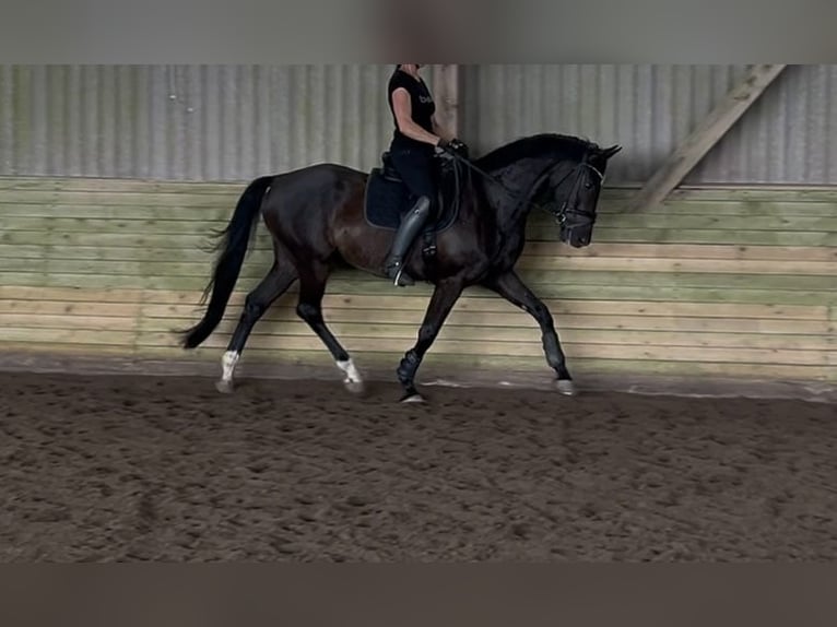 Koń oldenburski Wałach 9 lat 164 cm Ciemnogniada in Winsen (Luhe)