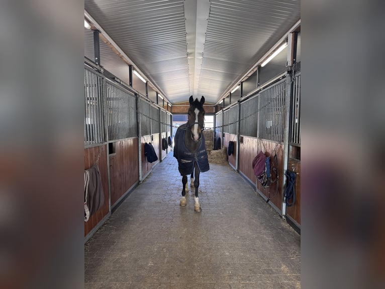 Koń oldenburski Wałach 9 lat 167 cm Gniada in Langenzersdorf
