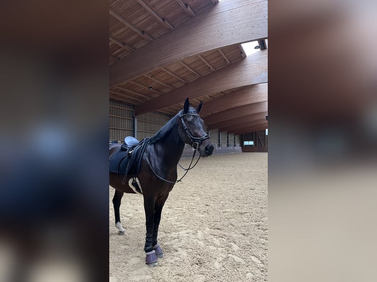 Koń oldenburski Wałach 9 lat 168 cm Ciemnogniada in Denklingen