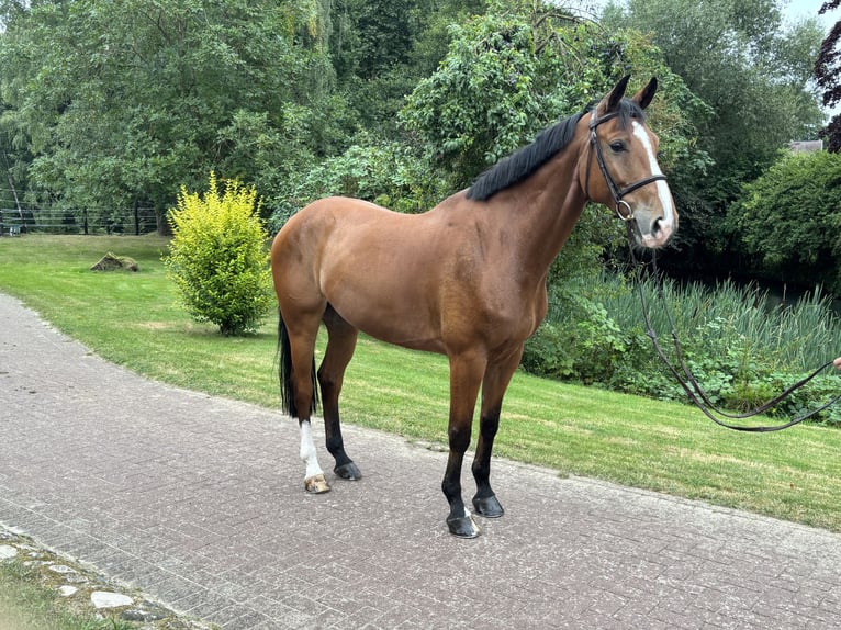 Koń oldenburski Wałach 9 lat 168 cm Gniada in L&#xFC;tjensee