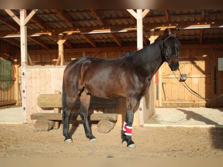 Koń oldenburski Wałach 9 lat 170 cm Ciemnogniada in Hollfeld