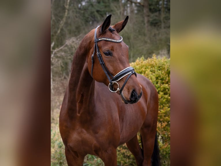 Koń oldenburski Wałach 9 lat 170 cm Gniada in Fuhlendorf