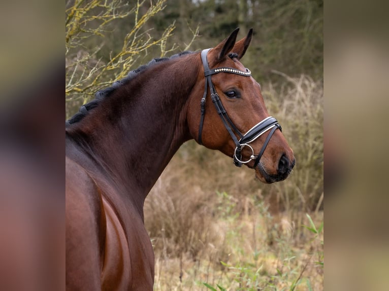 Koń oldenburski Wałach 9 lat 170 cm Gniada in Fuhlendorf