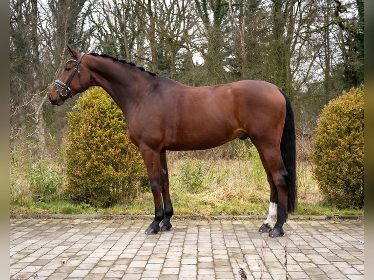 Koń oldenburski Wałach 9 lat 170 cm Gniada in Fuhlendorf