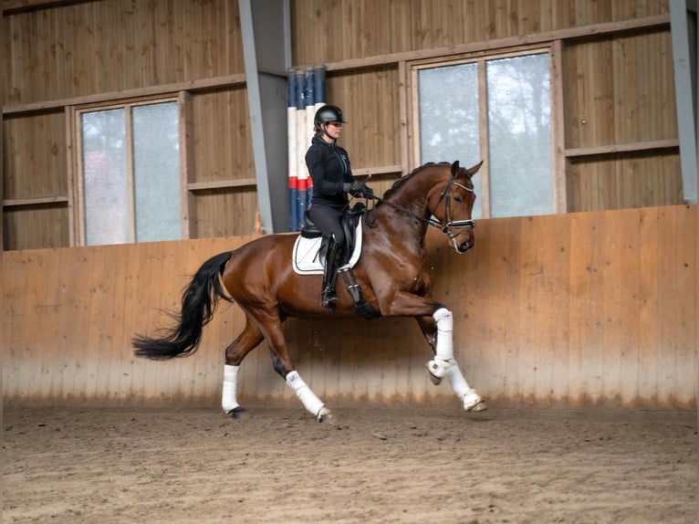 Koń oldenburski Wałach 9 lat 170 cm Gniada in Fuhlendorf