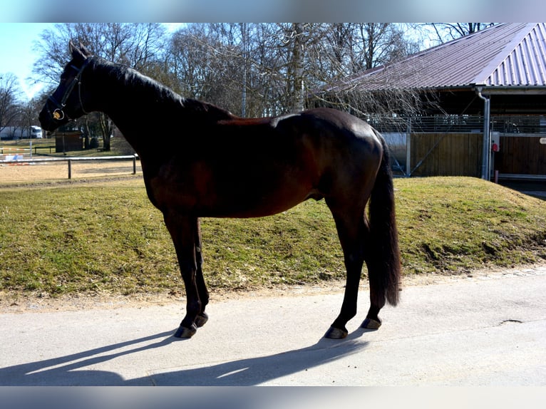 Koń oldenburski Wałach 9 lat 170 cm Kara in M&#xFC;nchen