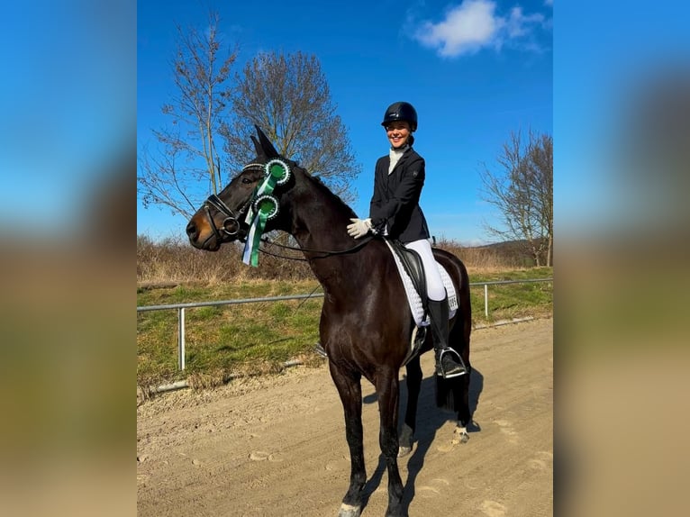 Koń oldenburski Wałach 9 lat 170 cm Skarogniada in Wedemark