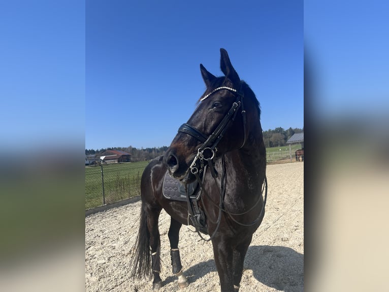 Koń oldenburski Wałach 9 lat 172 cm Skarogniada in Weiding