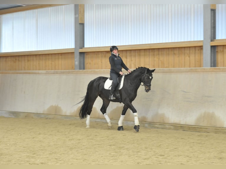 Koń oldenburski Wałach 9 lat 172 cm Skarogniada in Wellheim