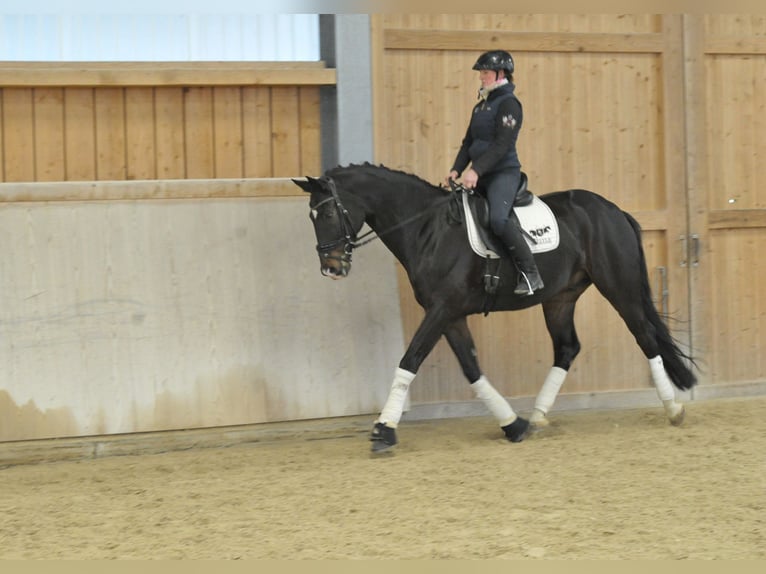 Koń oldenburski Wałach 9 lat 172 cm Skarogniada in Wellheim