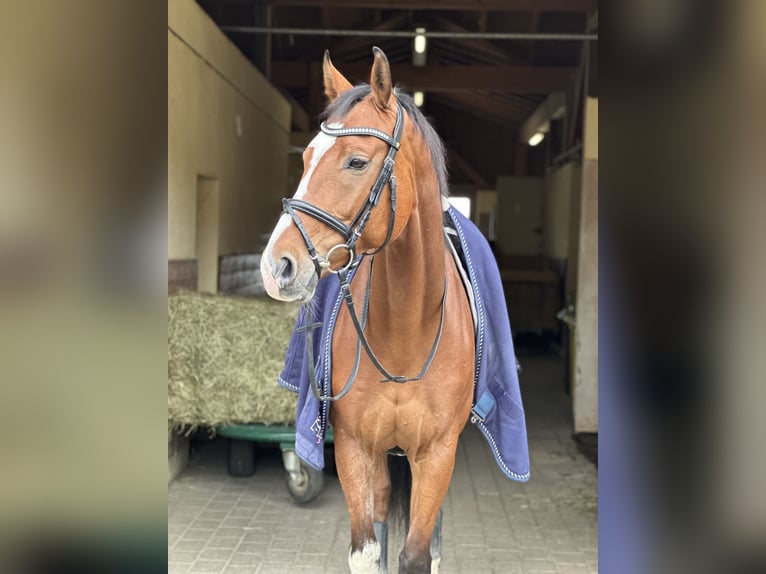 Koń oldenburski Wałach 9 lat 174 cm Gniada in Starnberg