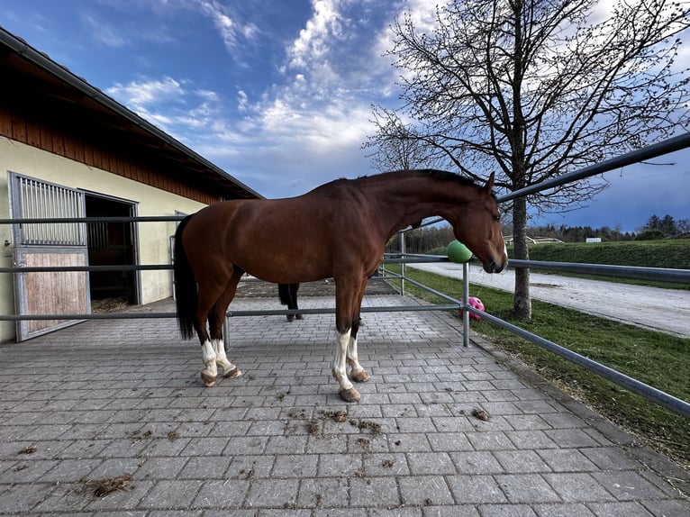 Koń oldenburski Wałach 9 lat 174 cm Gniada in Starnberg