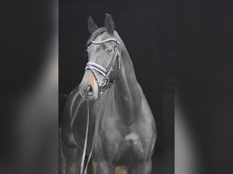 Koń oldenburski Wałach 9 lat 178 cm Skarogniada in Herbstein