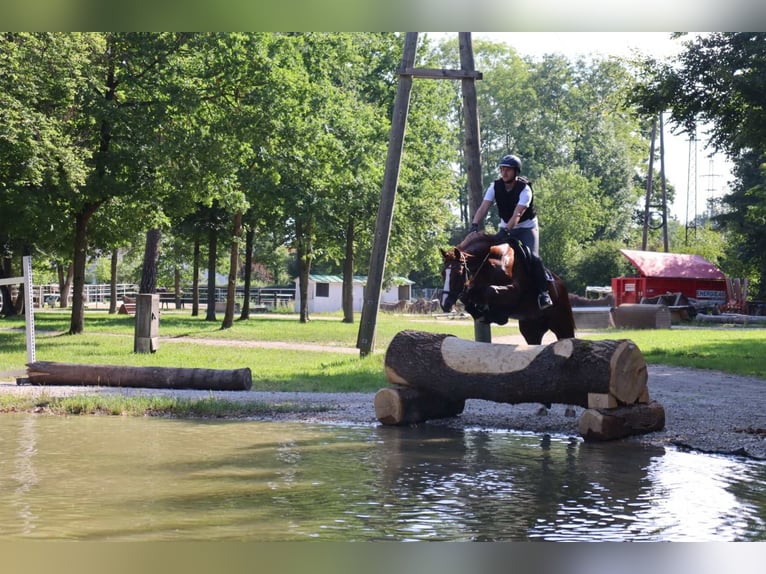 Koń oldenburski Wałach 10 lat 162 cm Kasztanowata in Bad Ischl