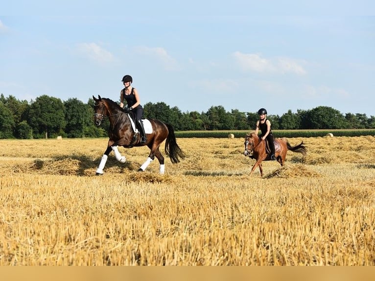 Koń oldenburski Wałach 10 lat 168 cm Ciemnogniada in Cloppenburg