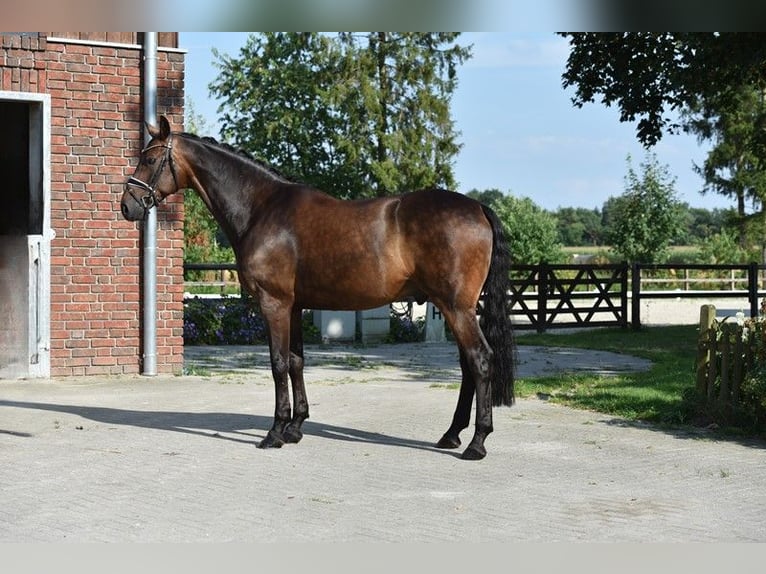 Koń oldenburski Wałach 10 lat 168 cm Ciemnogniada in Cloppenburg