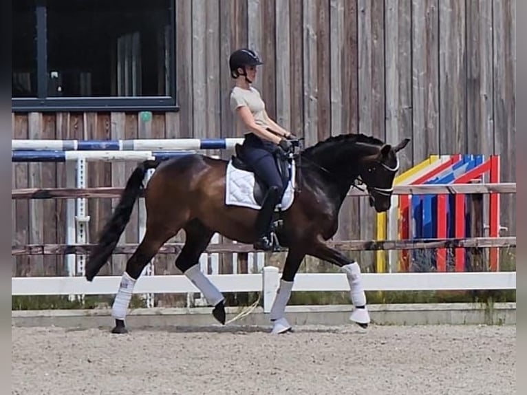 Koń oldenburski Wałach 10 lat 168 cm Ciemnogniada in Cloppenburg