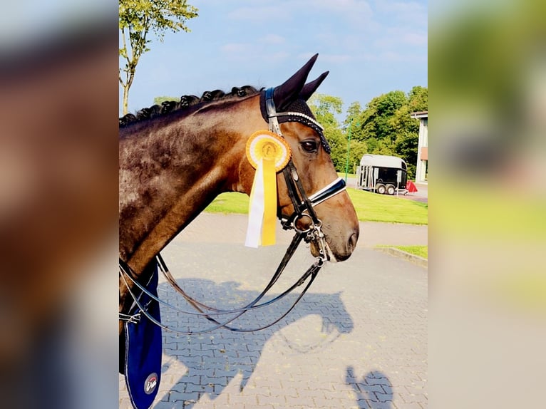 Koń oldenburski Wałach 10 lat 168 cm Ciemnogniada in Cloppenburg