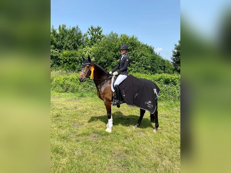 Koń oldenburski Wałach 10 lat 168 cm Ciemnogniada in Cloppenburg