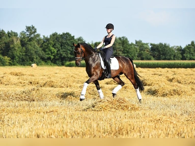 Koń oldenburski Wałach 10 lat 168 cm Ciemnogniada in Cloppenburg