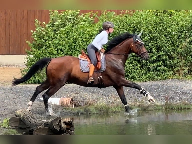 Koń oldenburski Wałach 10 lat 168 cm Ciemnogniada in Kaarst