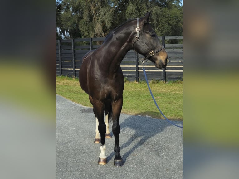 Koń oldenburski Wałach 10 lat 170 cm Gniada in Ocala FL