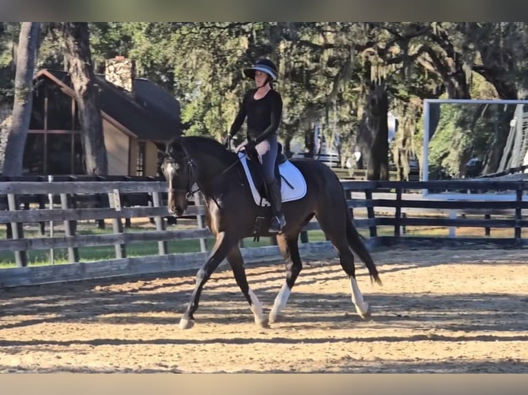 Koń oldenburski Wałach 10 lat 170 cm Gniada in Ocala FL